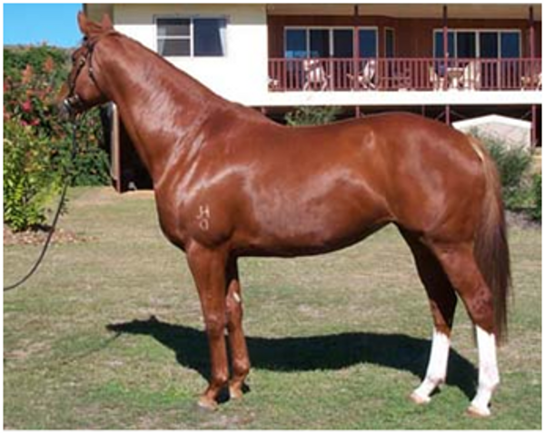 Court Musician xx Court Musician xx