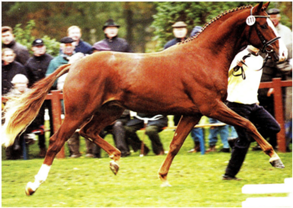 Don Cavallo Don Cavallo