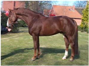 Don Cavallo Don Cavallo