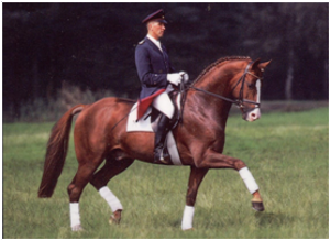 Don Cavallo Don Cavallo