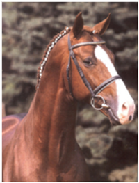 Don Cavallo Don Cavallo