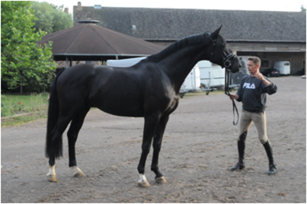 Don Dancier (imp) Don Dancier (imp)