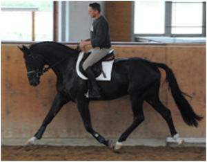 Don Dancier (imp) Don Dancier (imp)