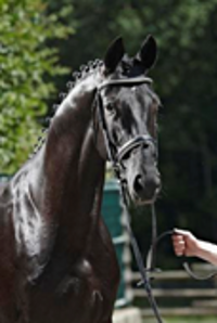 Don Dancier (imp) Don Dancier (imp)