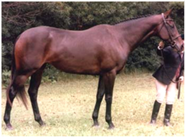 Double Dyed Rose xx Double Dyed Rose xx