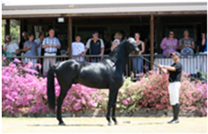 Lauries As In Australia Lauries As In Australia