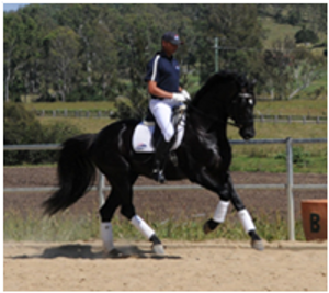 Lauries As Lauries As