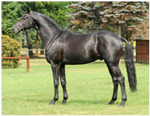 Lauries As Lauries As