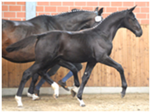 Lauries As Lauries As