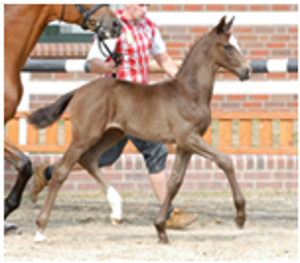 Lauries As Lauries As