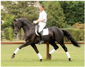 Lauries As Lauries As