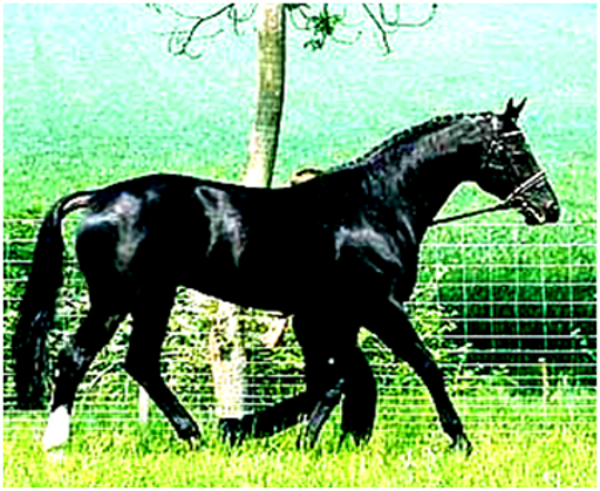 Lanthan Hanoverian Stallion (dscd) Lanthan Hanoverian Stallion (dscd)