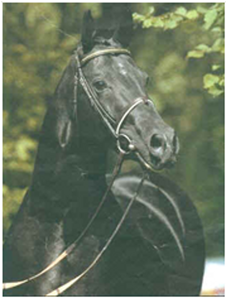 LANTHAN HANOVERIAN STALLION LANTHAN HANOVERIAN STALLION