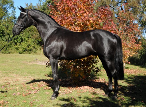 Lauries As Lauries As