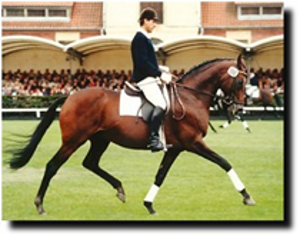 Lauries Crusader XX Lauries Crusader XX