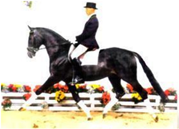 Prince Noir Prince Noir