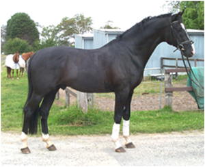 Prince Noir Prince Noir