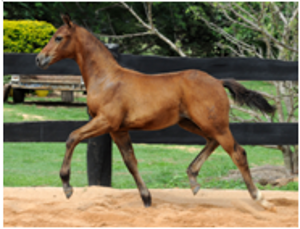 Foals for Sale Foals for Sale