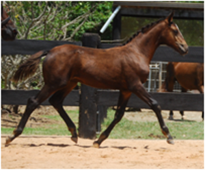 Foals for Sale Foals for Sale