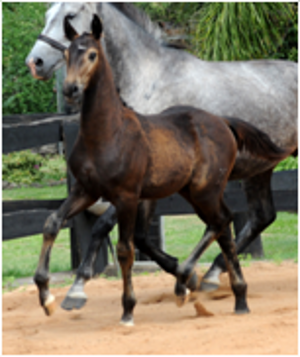 Foals for Sale Foals for Sale