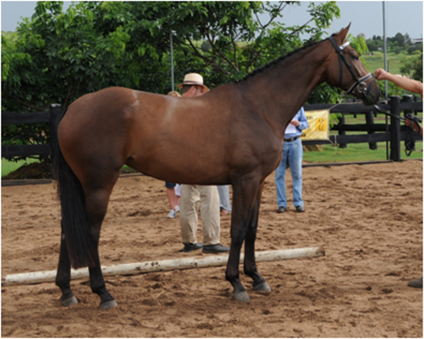 Remi Flower Power Elite Mare Remi Flower Power Elite Mare