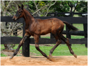 Foals for Sale Remi Lacoste Foals for Sale Remi Lacoste