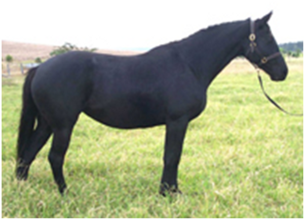 Remi Lambuca Remi Lambuca