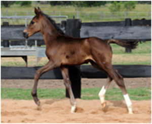 Foals for Sale Foals for Sale