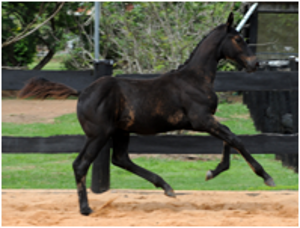 Foals for Sale Foals for Sale