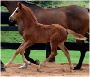 Foals for Sale Foals for Sale