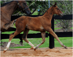 Remi Liberace Remi Liberace