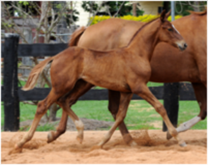 Foals for Sale Foals for Sale