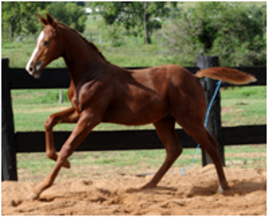 Foals for Sale Foals for Sale