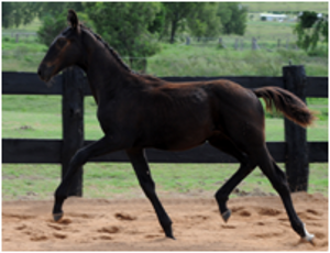 Foals for Sale Foals for Sale