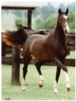 Remi Pinot Noir Remi Pinot Noir