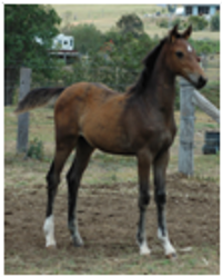 Roxleigh Fluer De Lys Roxleigh Fluer De Lys