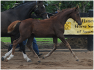 Remi Lambrusco Remi Lambrusco