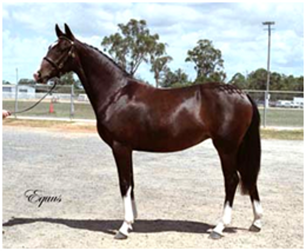 Remi Pinot Noir Remi Pinot Noir