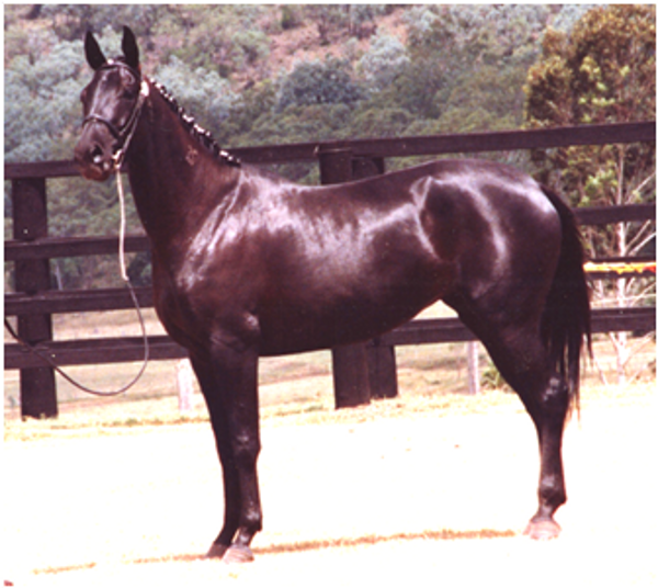 Remi Winter Solstice Remi Winter Solstice