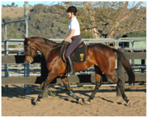 Remi Abracadabra Elite Mare Remi Abracadabra Elite Mare