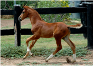 Remi Prince Charming Remi Prince Charming