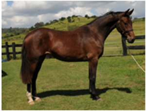 Remi Fairytale Remi Fairytale