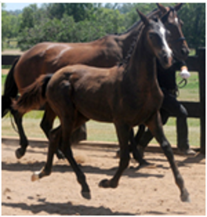 Remi Welts Magic Remi Welts Magic