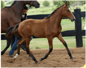 Remi White Magic Remi White Magic