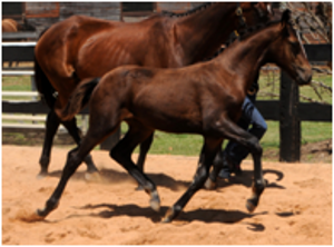 Remi Diamond Magic Remi Diamond Magic