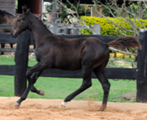 Remi Lunar Eclipse Remi Lunar Eclipse