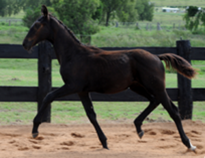 Remi Lunar Eclipse Remi Lunar Eclipse