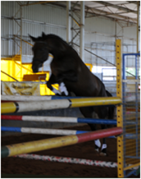 Remi Eastern Star Remi Eastern Star