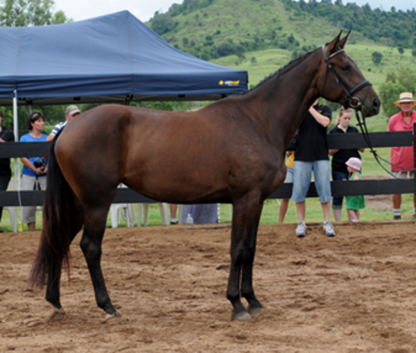 Remi Eastern Star Remi Eastern Star