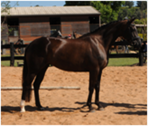 Remi London Attraction Remi London Attraction